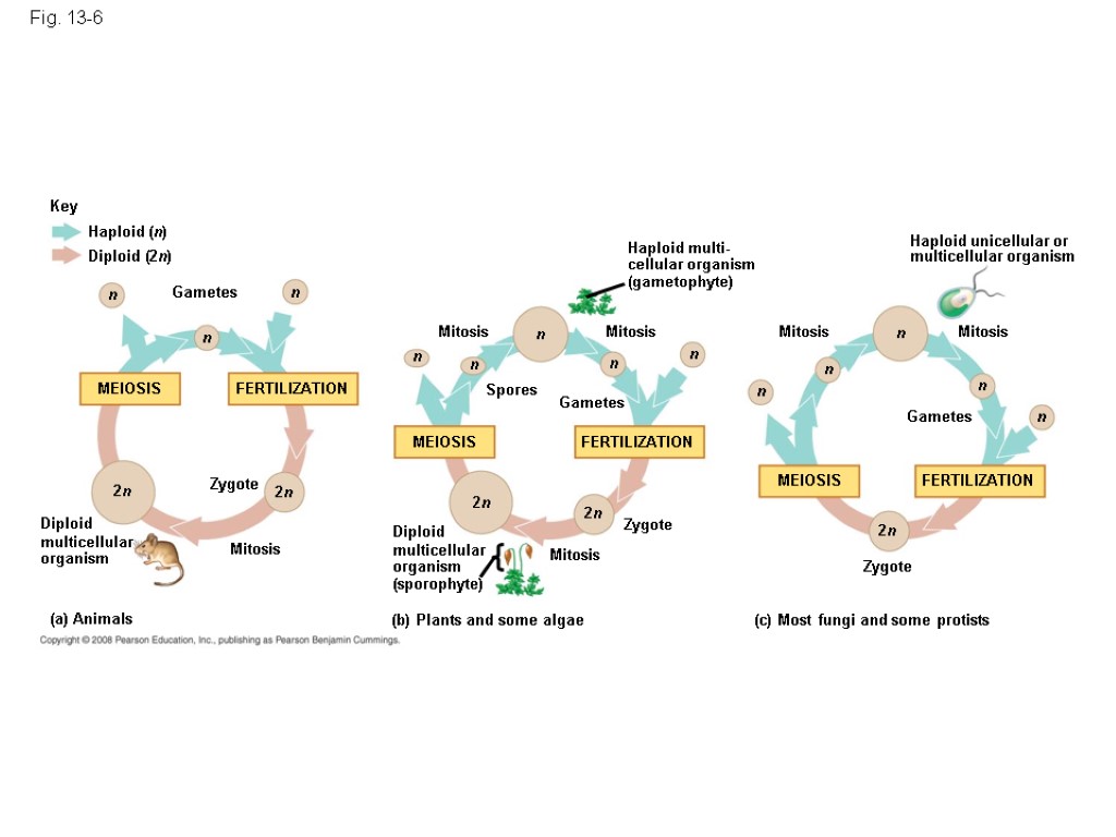 Chapter 13 Meiosis And Sexual Life Cycles Overview Free Nude Porn Photos 4390